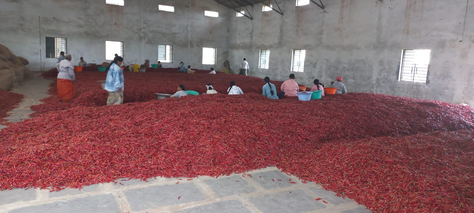 Thaja Chilli Image 1