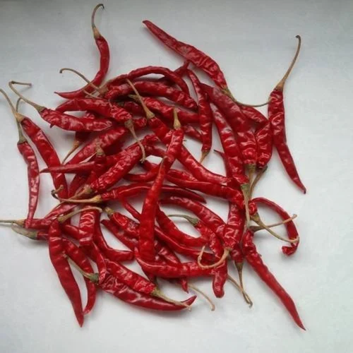 THAJA CHILLI